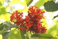 Saraca asoca, commonly known as the Ashoka tree, is the state flower of Indian state of Odisha.considered sacred tree in India and Royalty Free Stock Photo