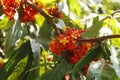 Saraca asoca, commonly known as the Ashoka tree, is the state flower of Indian state of Odisha.considered sacred tree in India and Royalty Free Stock Photo
