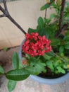 Saraca asoca flower, in bloom in red