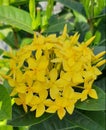 Saraca Asoca Flower