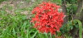 Saraca asoca flower is red