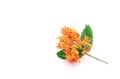 Saraca asoca Flowers on white Royalty Free Stock Photo