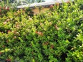 Saraca asoca ornamental plant growing on the fence