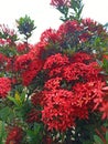 The saraca asoca plant is very flowery