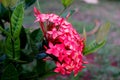 Saraca Asoca Tropical Flower