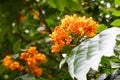 The flowers of Saraca dives Pierre tree(worry free tree)