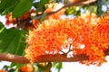 Saraca flower orange are in bloom,Ashoka tree,Saraca indica,perennial on blur background. Royalty Free Stock Photo