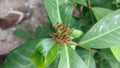 Saraca indica, Ashoka plant Royalty Free Stock Photo
