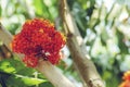Saraca indica flower or ashoka flower Royalty Free Stock Photo