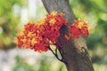 Saraca indica flower or ashoka flower Royalty Free Stock Photo