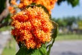 saraca indica flower or ashoka flower Royalty Free Stock Photo