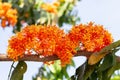 saraca indica flower or Ashoka flower Royalty Free Stock Photo