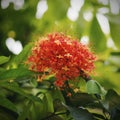 Saraca indica flower or ashoka flower Royalty Free Stock Photo