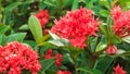 Saraca indica or newly blooming ashoka flower plant