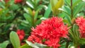 Saraca indica or newly blooming ashoka flower plant