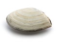 Saragai northern great tellin clam, japanese seafood Royalty Free Stock Photo