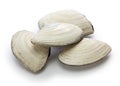 Saragai northern great tellin clam, japanese seafood Royalty Free Stock Photo