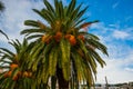 SARANDA, ALBANIA: Beautiful palm trees on the embankment in Saranda. Royalty Free Stock Photo