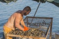 A man peels mussels on a primitive boat or raft on a mussel farm. Fresh ecological seafood.