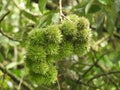 Sarangan...a rambutan-like plant that grows in the forest on the slopes of Mount Ungaran