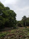 Saras bagh photo at pune having green tree and lotus flowers