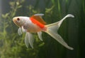 Saras comet goldfish