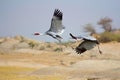 Saras Crane, Antigone antigone, Bera, Rajasthan, India Royalty Free Stock Photo