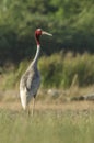 Saras crane birds