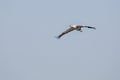 Saras crane in flight beautiful bird India Royalty Free Stock Photo
