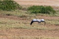 Saras crane in flight beautiful bird India Royalty Free Stock Photo