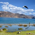 saras crane flight Royalty Free Stock Photo