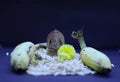 Saraswathi Pooja and Ayudha Pooja Celebrations - Hindu God Vinayaga with banana, flowers and pori on black background.