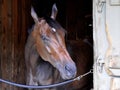 Saratoga Racing Backstretch Stables