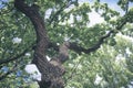 Forest branch canopy tree