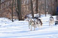 Saratov region, Russia - 03/29/2020: Sports competitions, canine jogging in winter in the forest. Three husky dogs are running in