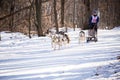 Saratov, Russia - 02.29.2020: Active recreation on the snow, hobbies, winter sports, healthy lifestyle. Dog sled, husky run with a Royalty Free Stock Photo