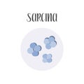 Sarcina. Bacteria classification. Spherical shapes of bacteria, cocci. Morphology. Microbiology. Royalty Free Stock Photo