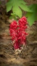 Sarcodes sanguinea, snow flower, in nature in California