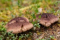 Sarcodon imbricatus. Hidno imbricated mushrooms in pine forest. Royalty Free Stock Photo