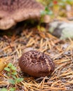 Sarcodon imbricatus. Hidno imbricated mushrooms in pine forest.