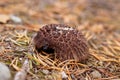 Sarcodon imbricatus. Hidno imbricated mushrooms in pine forest.