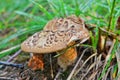 Sarcodon imbricatus mushroom Royalty Free Stock Photo