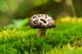 Sarcodon imbricatus mushroom Royalty Free Stock Photo