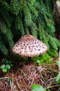 Sarcodon squamosus mushroom Royalty Free Stock Photo