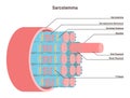 Sarcolemma, structure of muscle fiber. Educational closeup anatomical