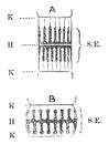 Sarcomere, vintage illustration Royalty Free Stock Photo