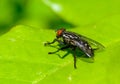 (Sarcophaga carnaria), large gray meat fly on a green leaf Royalty Free Stock Photo