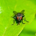 (Sarcophaga carnaria), large gray meat fly on a green leaf Royalty Free Stock Photo