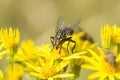 Sarcophaga Fly amongst Ragwort Flowers