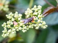 Sarcophaga fly on cayratia bushkiller flowers 2 Royalty Free Stock Photo